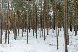 Rīga, Vecāķi, Vecāķu pr. 37